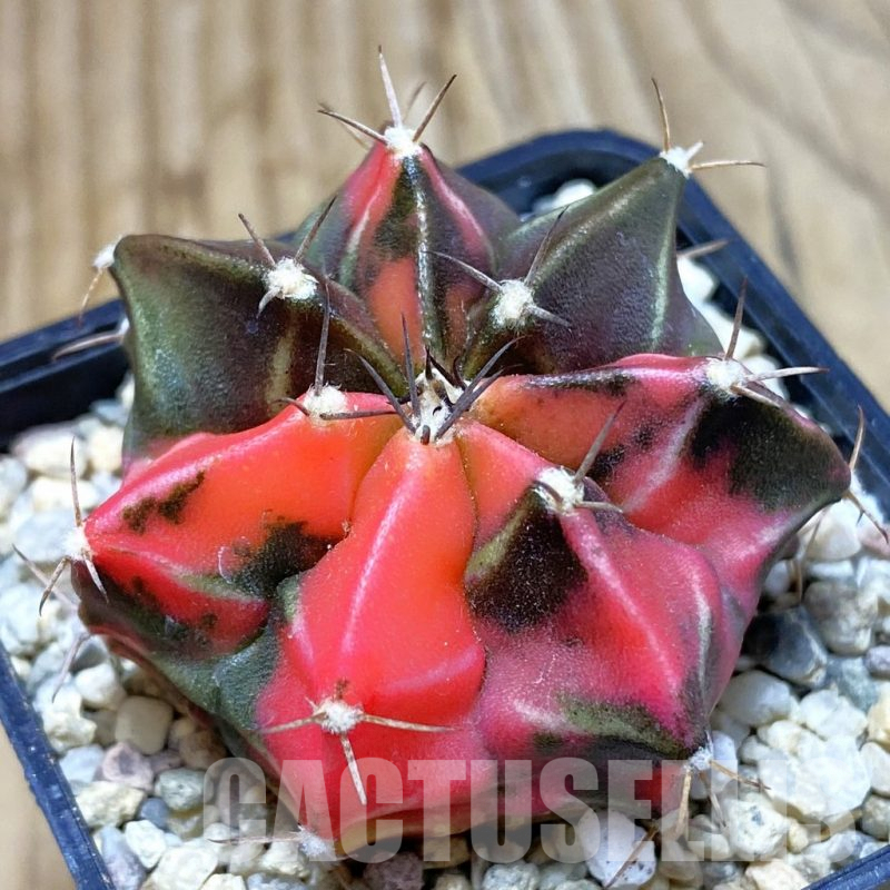 SH2825 Gymnocalycium mihanovichii f. variegata , seedling