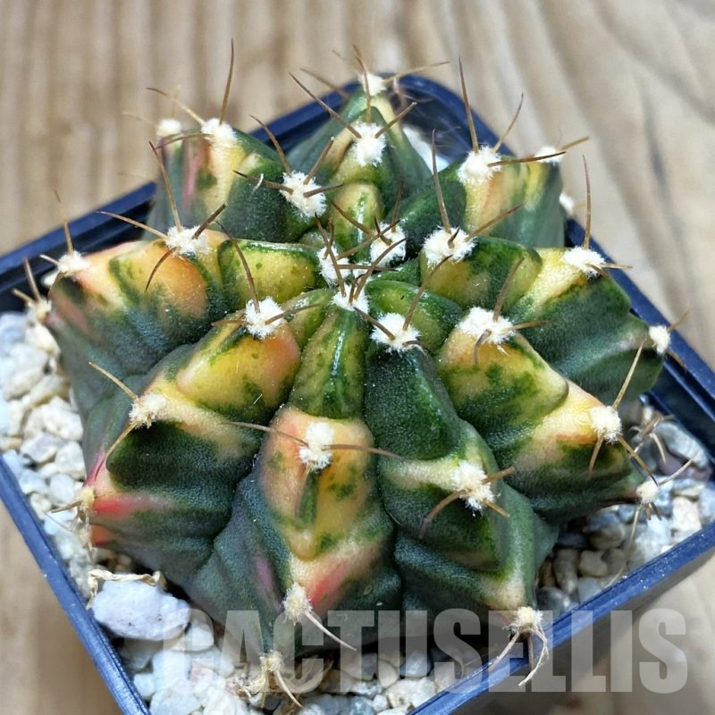 SH2826 Gymnocalycium mihanovichii f. variegata , seedling