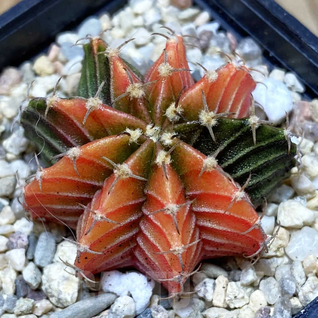 SH2832 Gymnocalycium friedrichii f. variegata, seedling