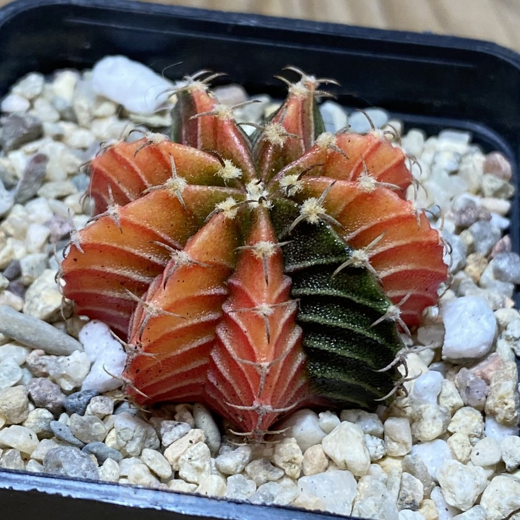 SH2832 Gymnocalycium friedrichii f. variegata, seedling - Obrázek 2
