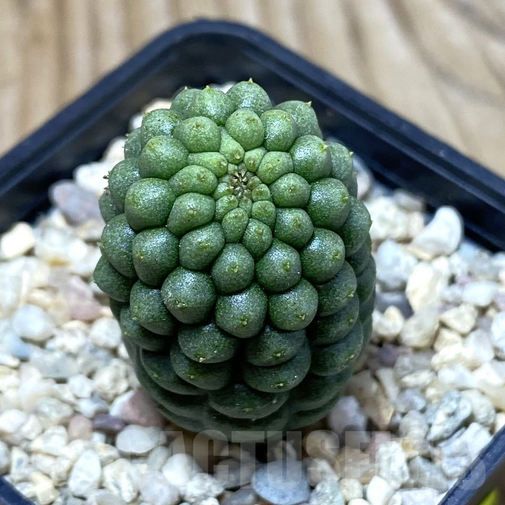 SH3062 Trichocaulon cactiformis