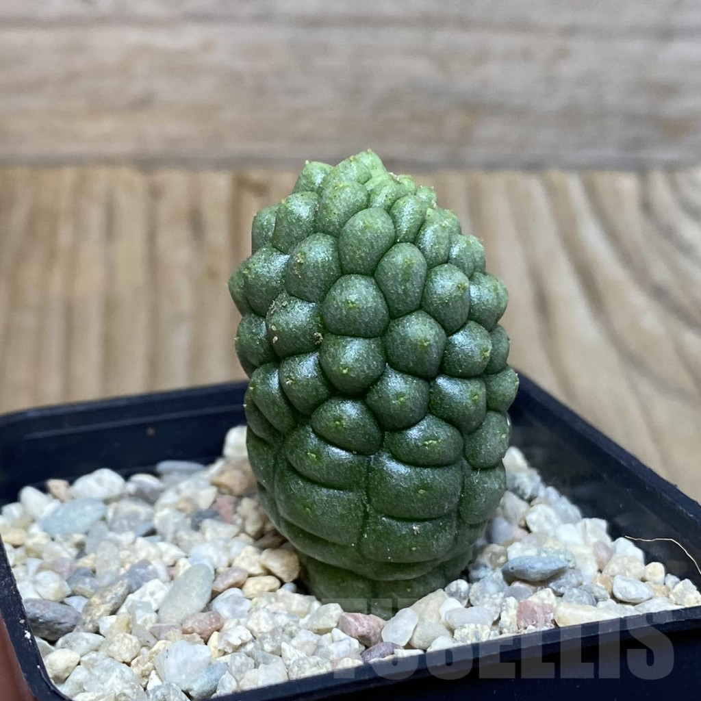 SH3062 Trichocaulon cactiformis - Image 2