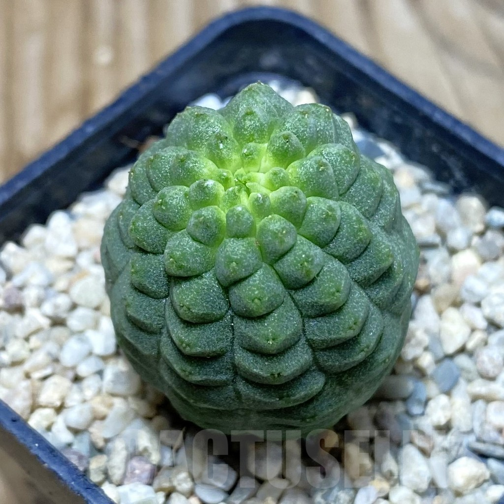 SH3063 Trichocaulon cactiformis