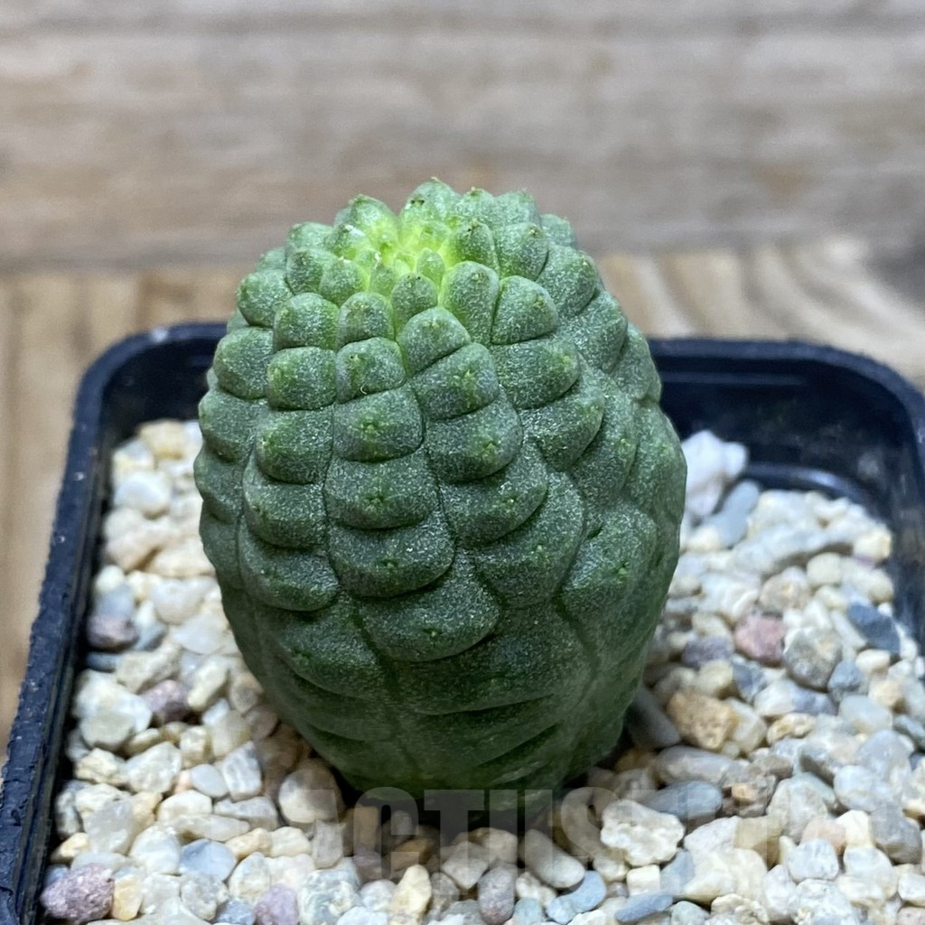 SH3063 Trichocaulon cactiformis - Obrázek 2