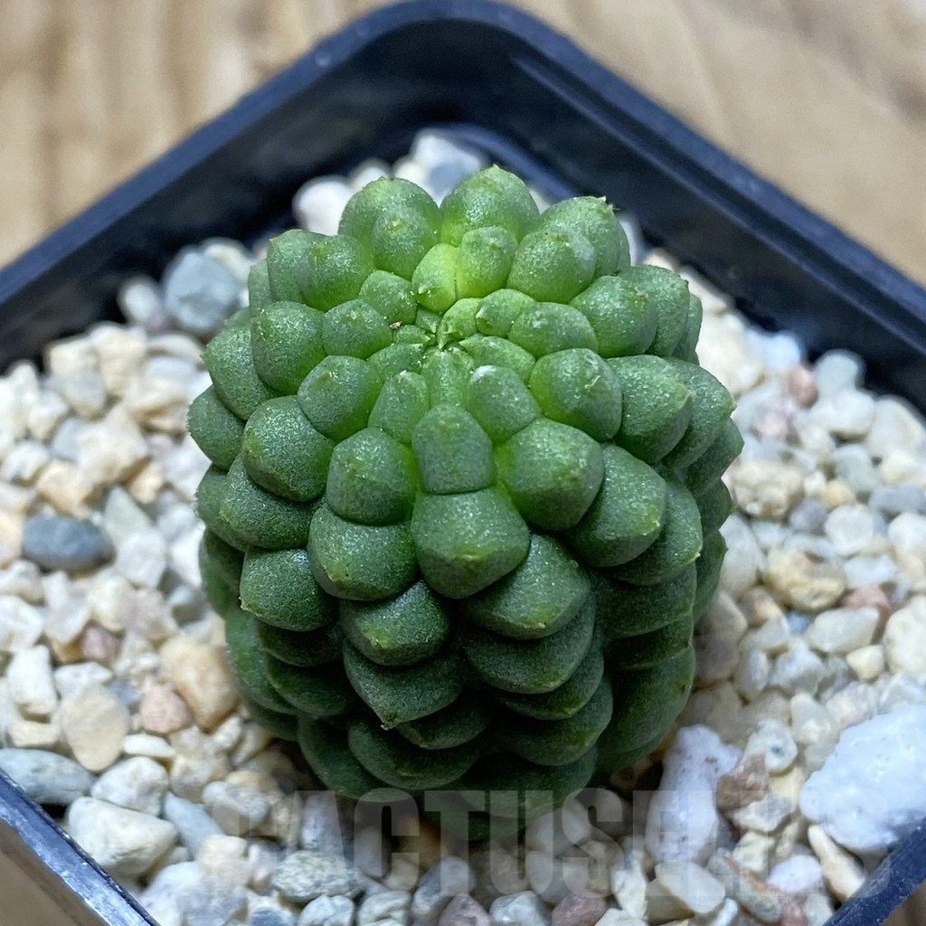 SH3064 Trichocaulon cactiformis