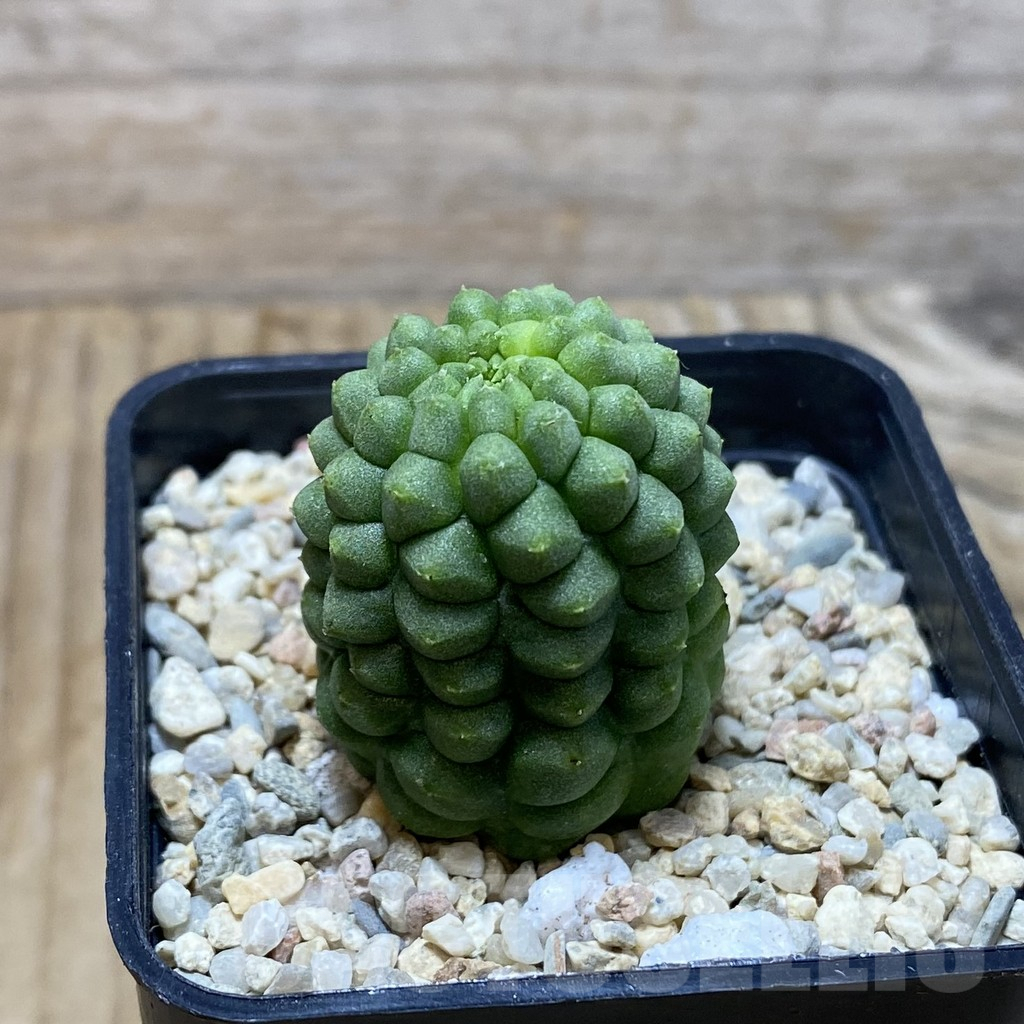 SH3064 Trichocaulon cactiformis - Image 2