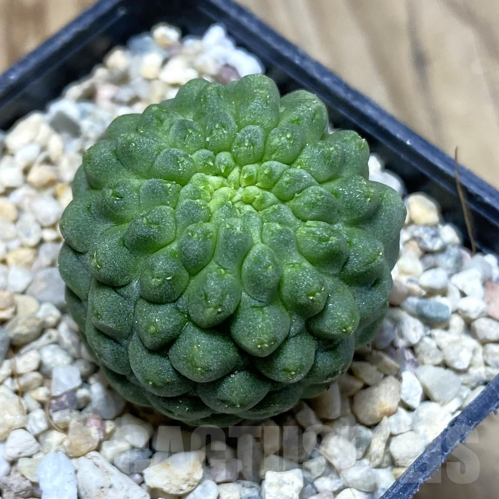 SH3066 Trichocaulon cactiformis