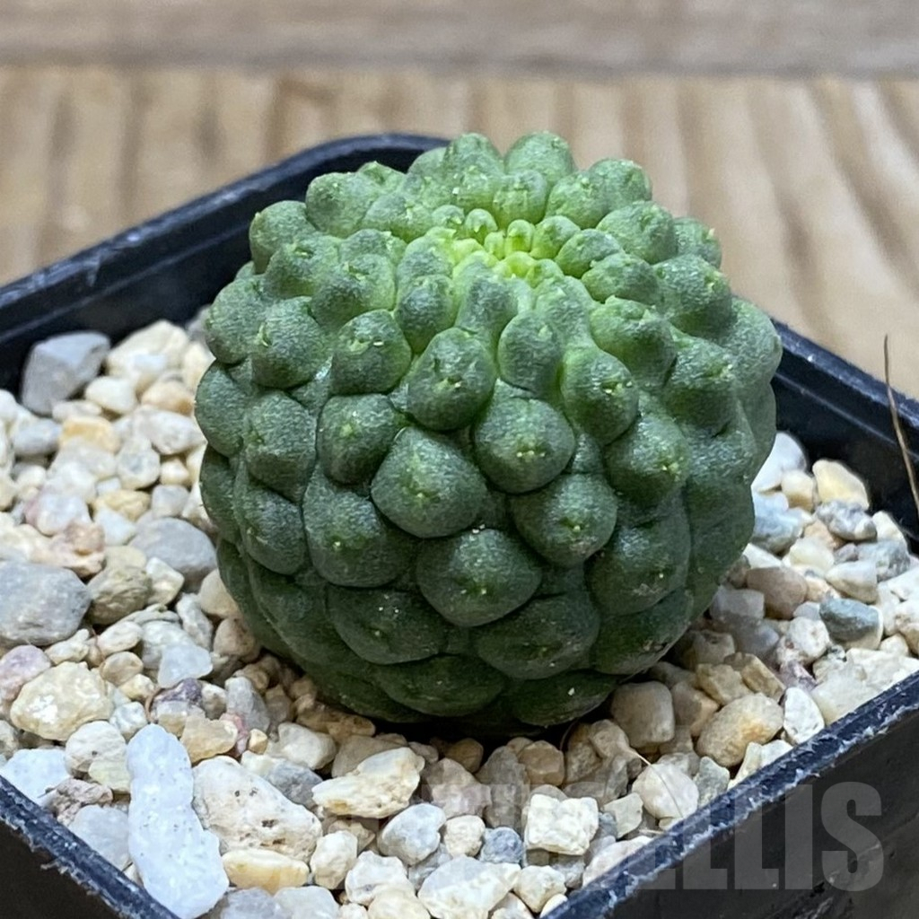 SH3066 Trichocaulon cactiformis - Obrázek 2