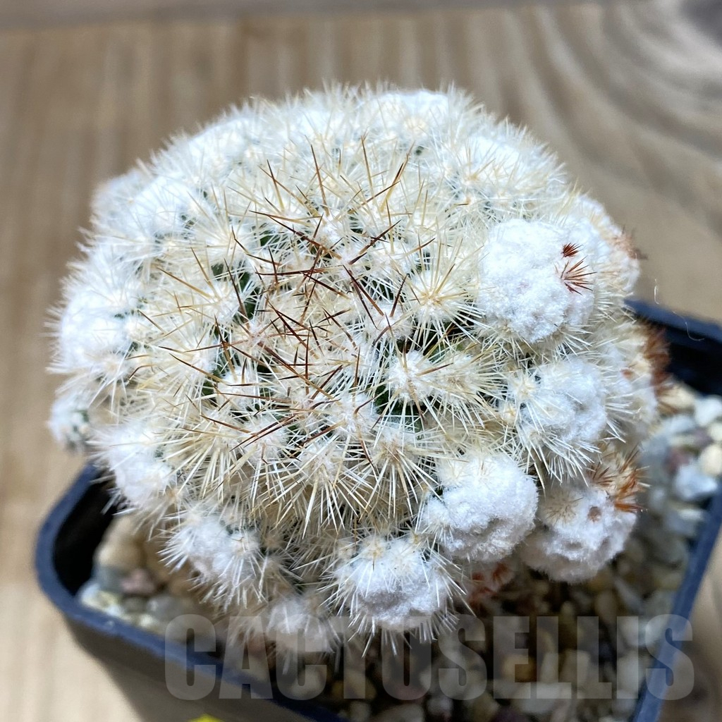 SH3102 Mammillaria gracilis f. monstruosa, grafted
