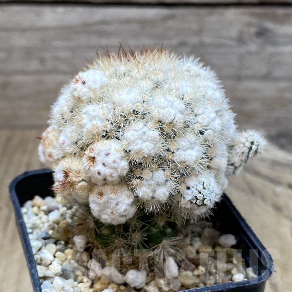 SH3102 Mammillaria gracilis f. monstruosa, grafted - 画像 (2)