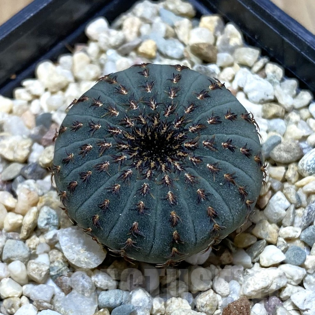 SH3103 Frailea asterioides