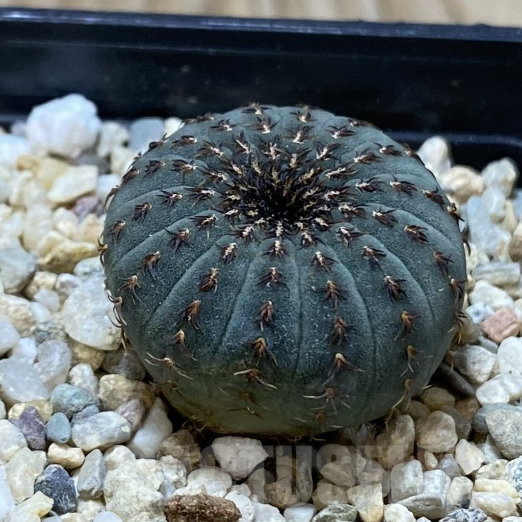 SH3103 Frailea asterioides - Image 2