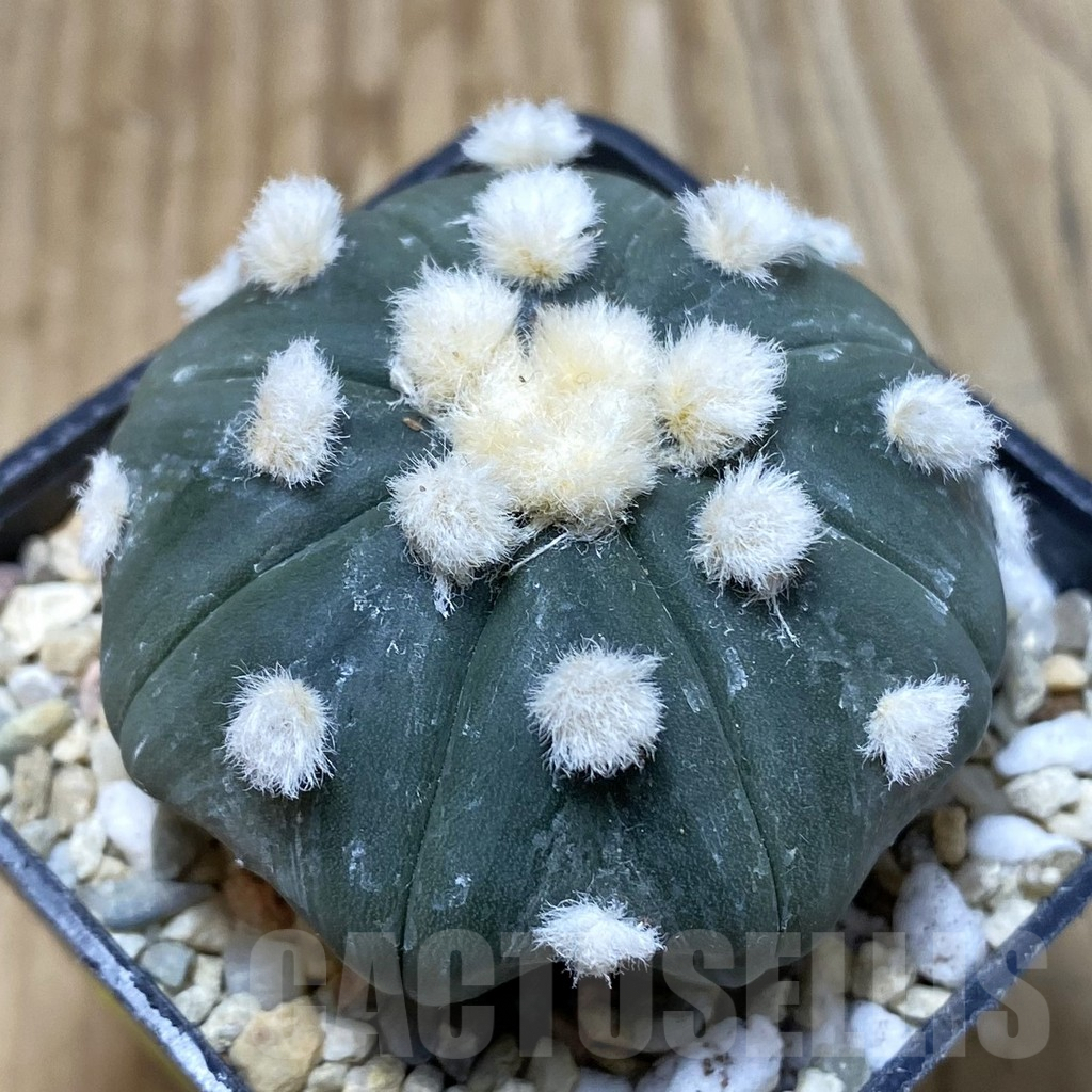 SH3104 Astrophytum asterias ‘Ooibo’