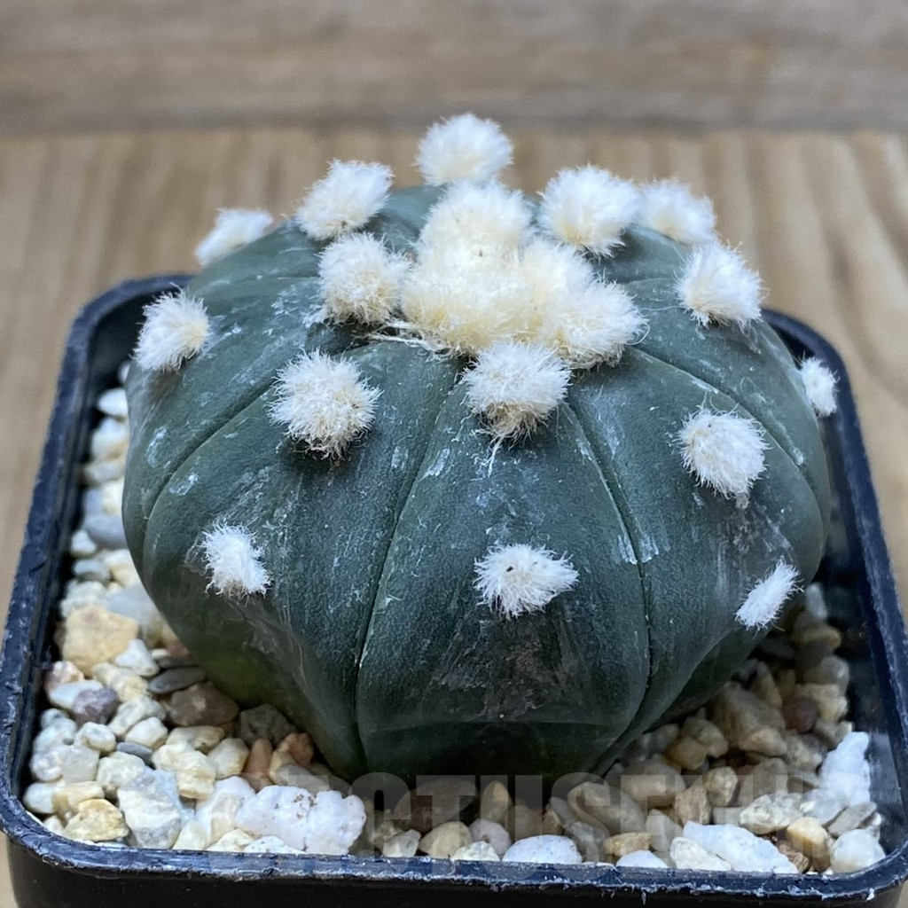 SH3104 Astrophytum asterias ‘Ooibo’ - Image 2