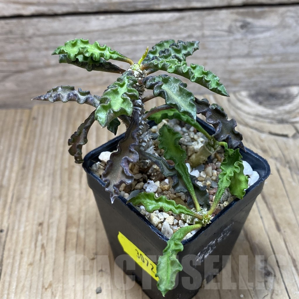 SH3072 Euphorbia decaryi v. spirosticha - Image 2