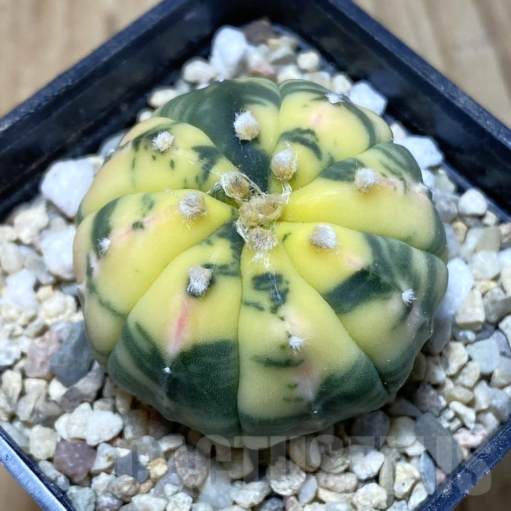 SH3105 Astrophytum asterias f. variegata