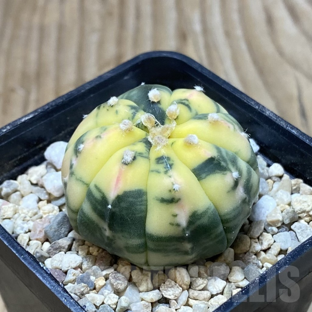 SH3105 Astrophytum asterias f. variegata - Image 2