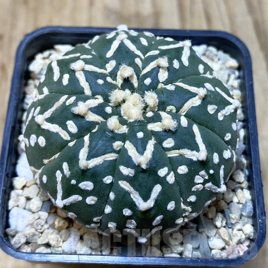 SH3107 Astrophytum asterias ‘Super Kabuto’ V-type f. nudum
