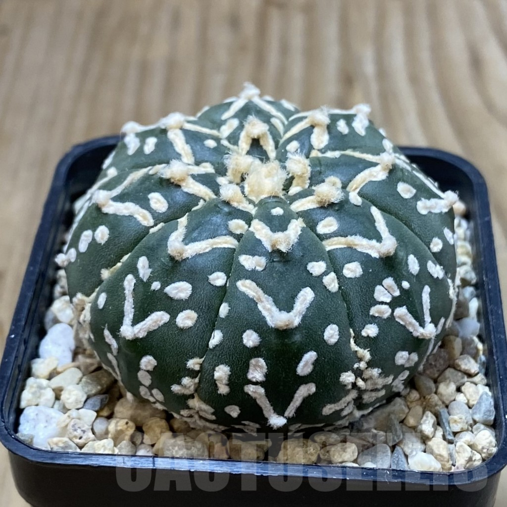 SH3107 Astrophytum asterias ‘Super Kabuto’ V-type f. nudum - Image 2