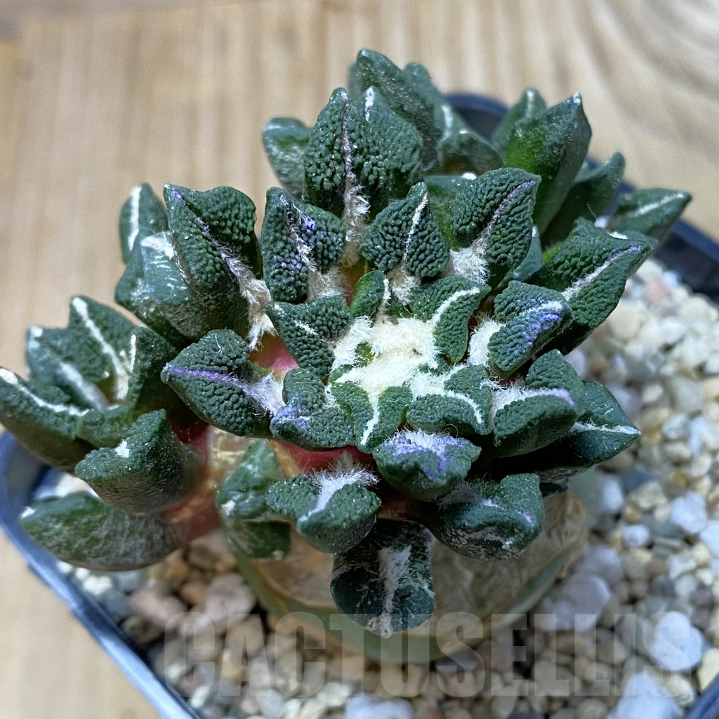 SH3108 Ariocarpus kotschoubeyanus v. elephantidens ‘Oibo’, grafted