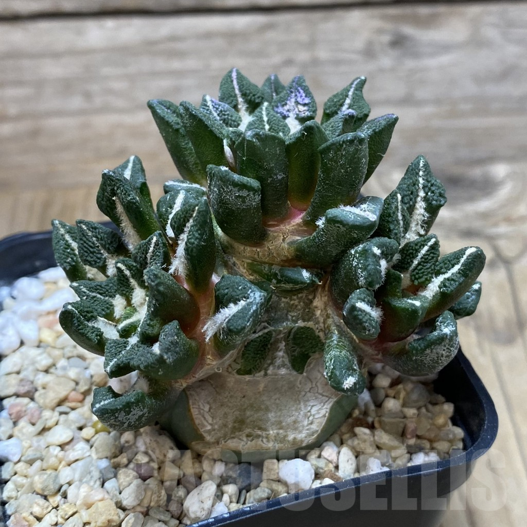 SH3108 Ariocarpus kotschoubeyanus v. elephantidens ‘Oibo’, grafted - Image 2