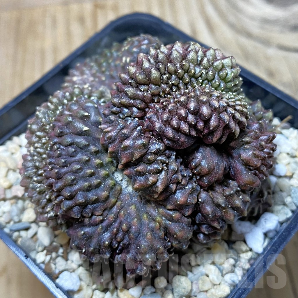 SH3110 Gymnocalycium mihanovichii ‘inermis’ f. cristata