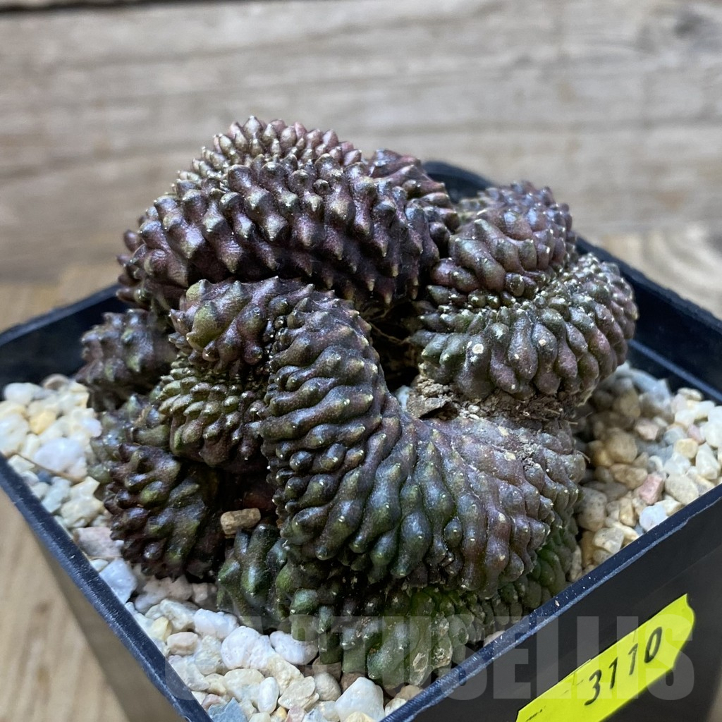 SH3110 Gymnocalycium mihanovichii ‘inermis’ f. cristata - Image 2