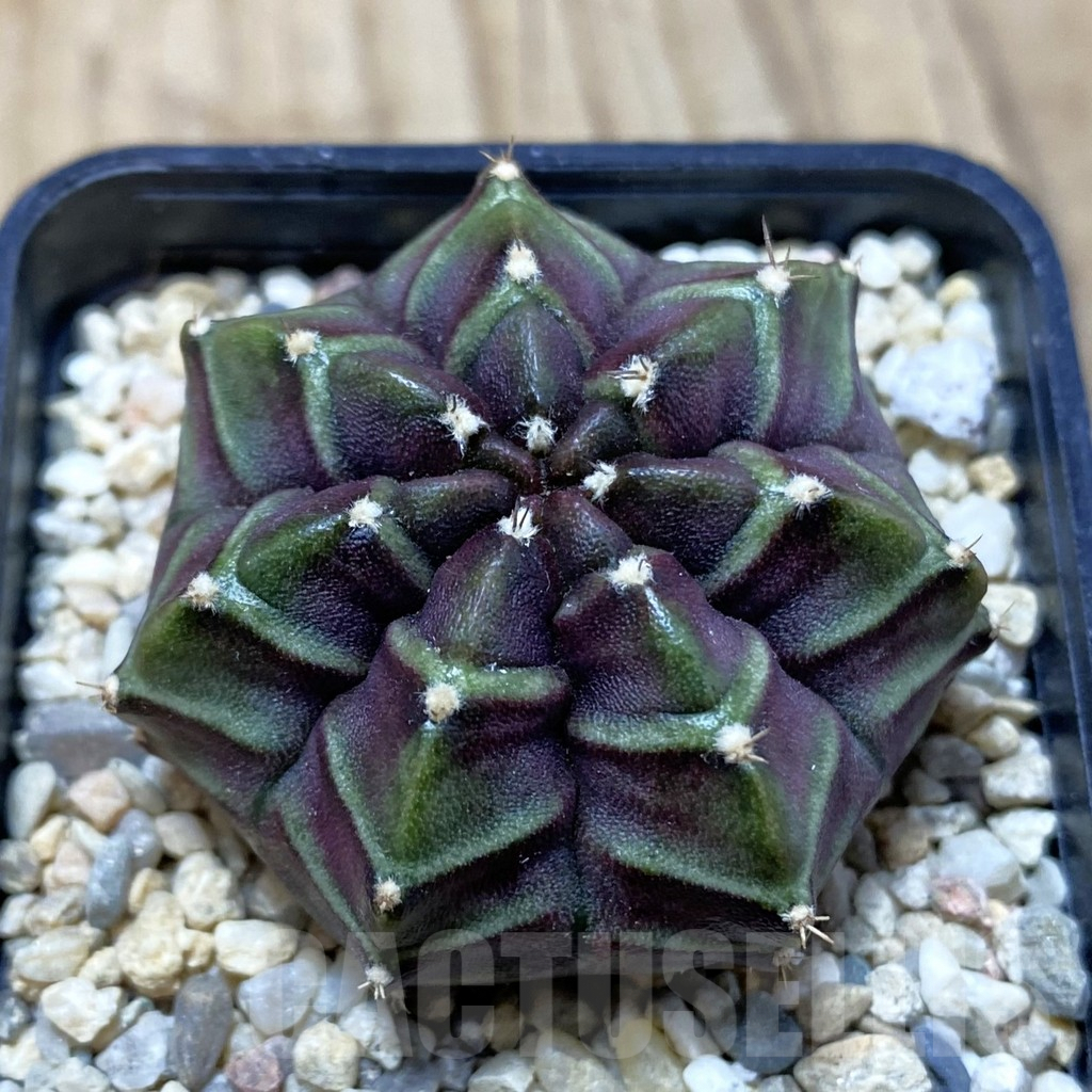 SH3112 Gymnocalycium mihanovichii ‘Nana’ x ‘Day Dream’, seedling