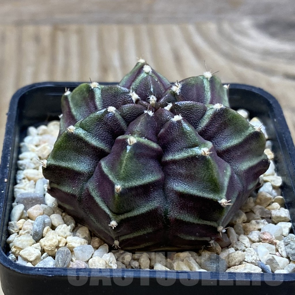 SH3112 Gymnocalycium mihanovichii ‘Nana’ x ‘Day Dream’, seedling - Image 2