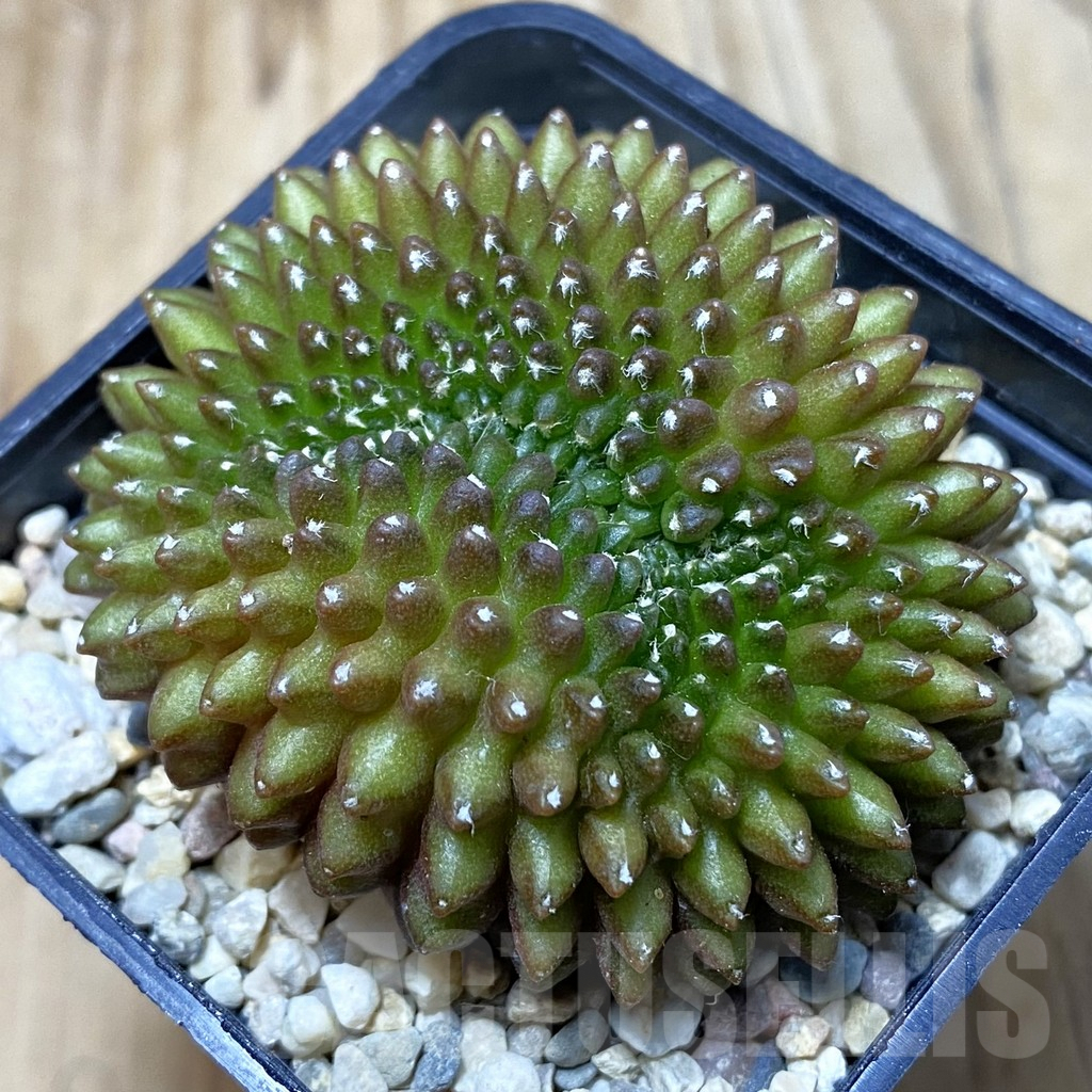 SH3114 Gymnocalycium mihanovichii ‘inermis’ f. cristata