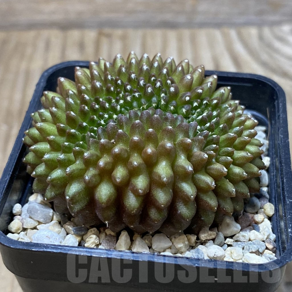 SH3114 Gymnocalycium mihanovichii ‘inermis’ f. cristata - Image 2