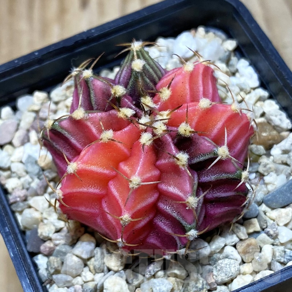 SH3116 Gymnocalycium friedrichii f. variegata, seedling