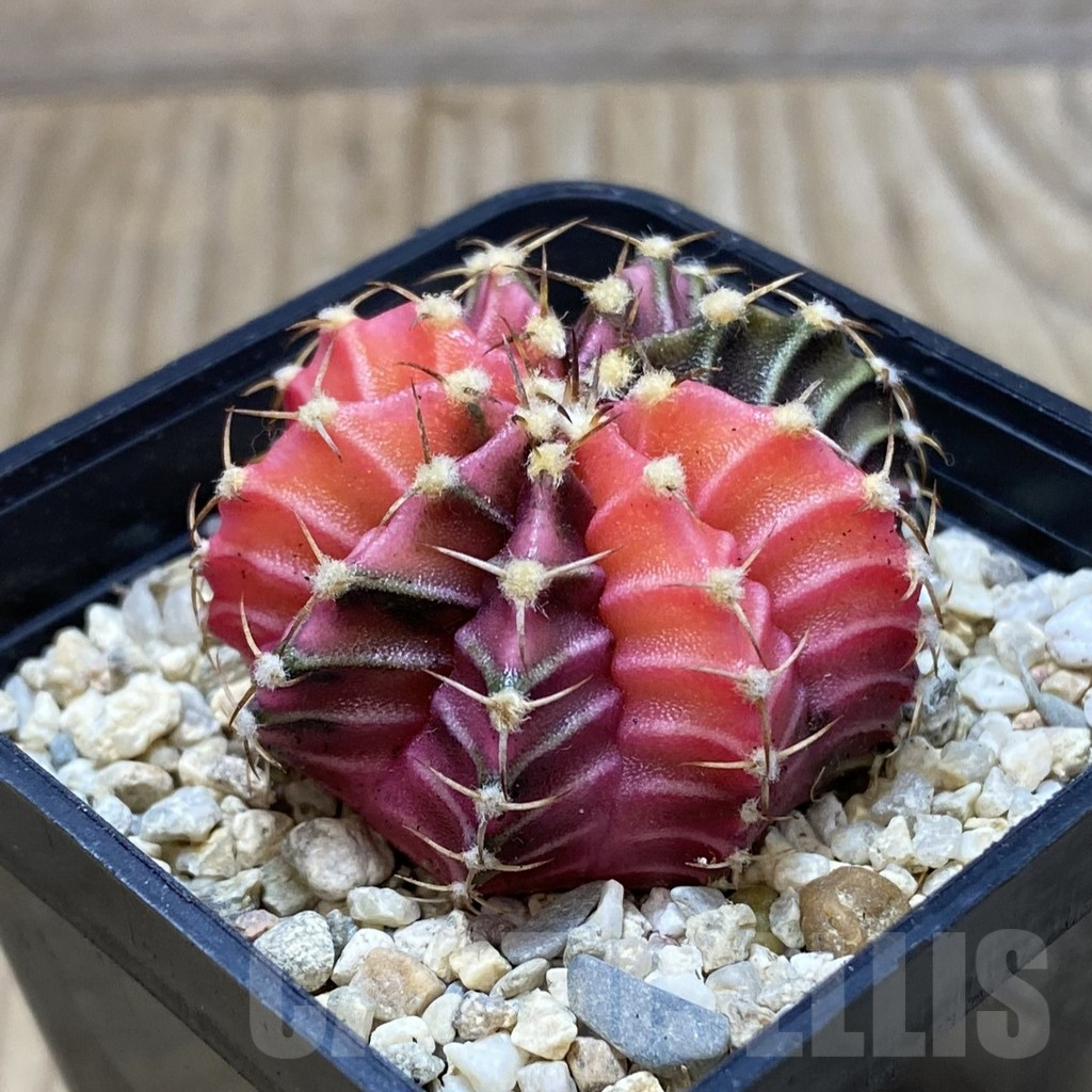 SH3116 Gymnocalycium friedrichii f. variegata, seedling - Image 2