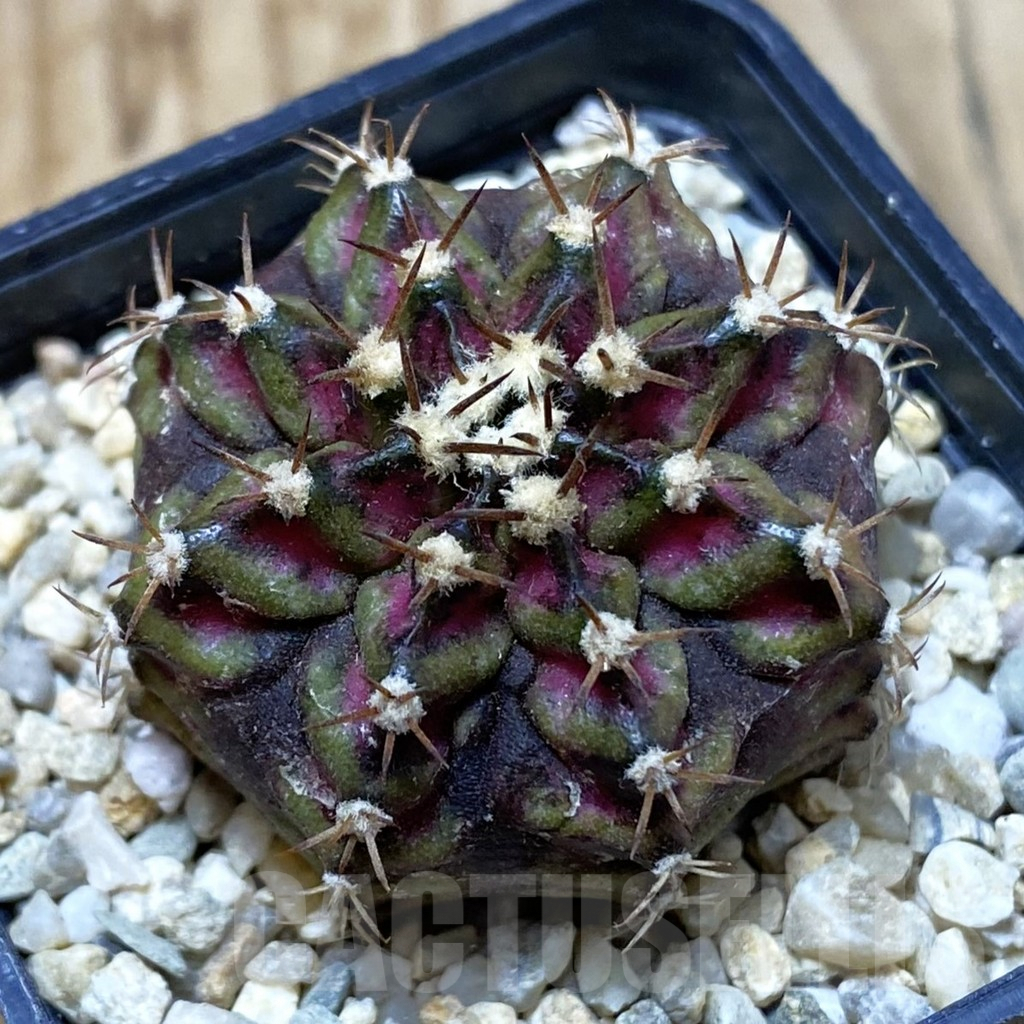 SH3117 Gymnocalycium mihanovichii ‘T-Lux’, seedling