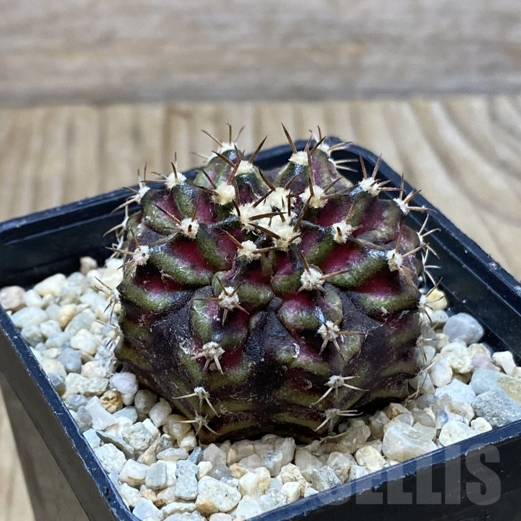 SH3117 Gymnocalycium mihanovichii ‘T-Lux’, seedling - immagine 2