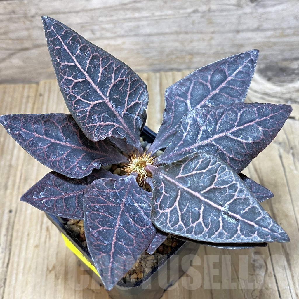 SH3074 Euphorbia francoisii hybrid