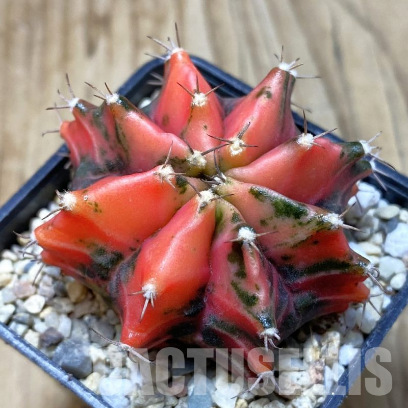 SH3122 Gymnocalycium mihanovichii f. variegata , seedling