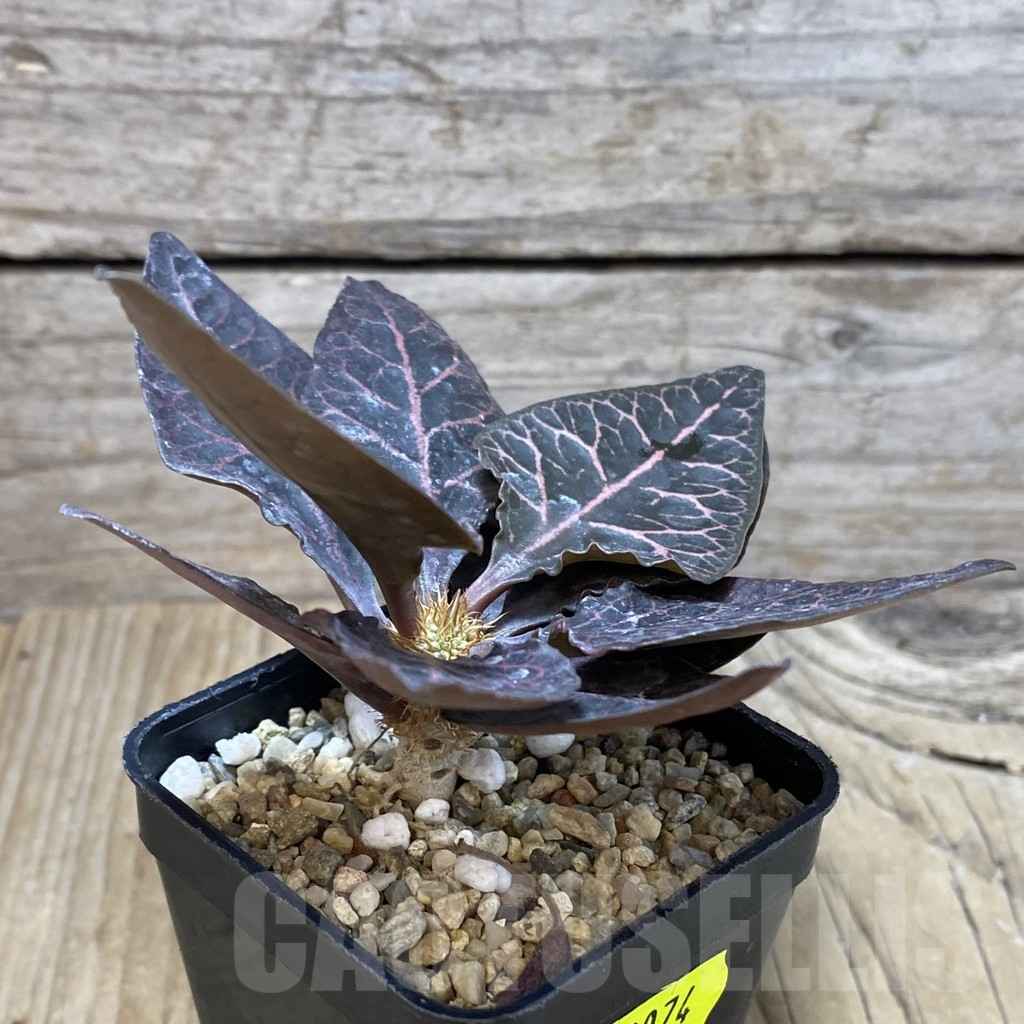 SH3074 Euphorbia francoisii hybrid - immagine 2