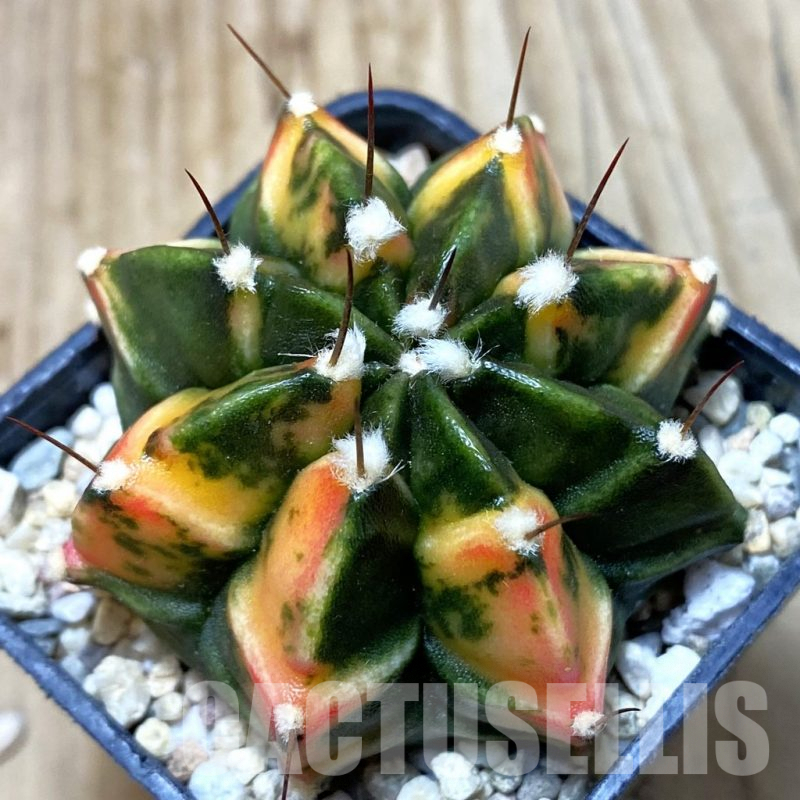 SH3126 Gymnocalycium mihanovichii f. variegata , seedling