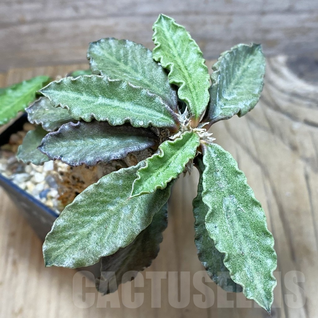 SH3070 Euphorbia decaryi