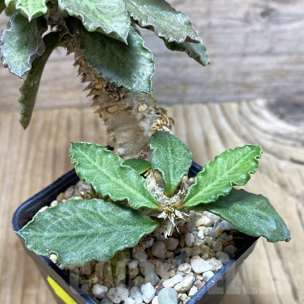 SH3070 Euphorbia decaryi - Imagen 2