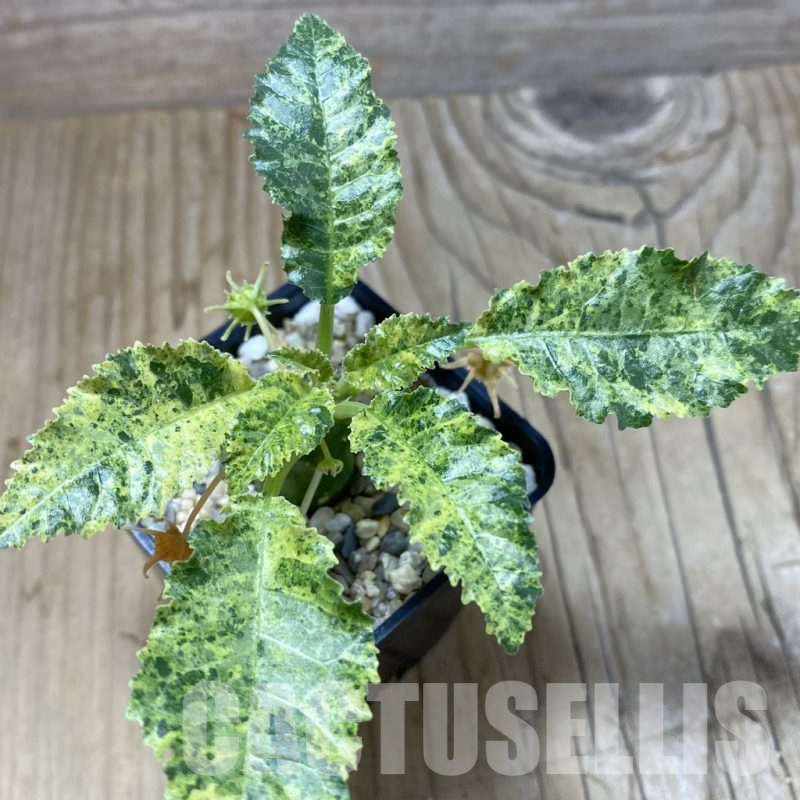 SH3081 Dorstenia hybrid f. variegata