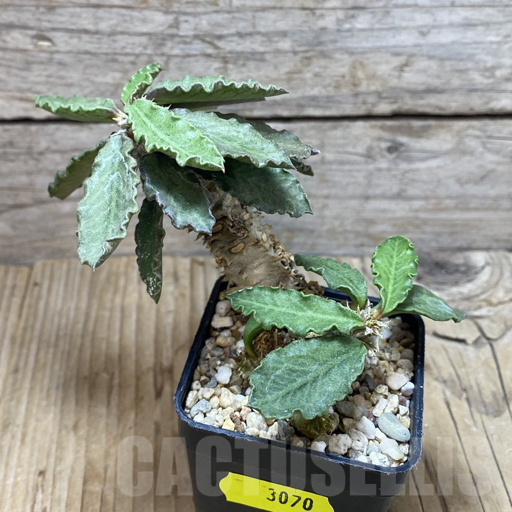 SH3070 Euphorbia decaryi - Imagen 3