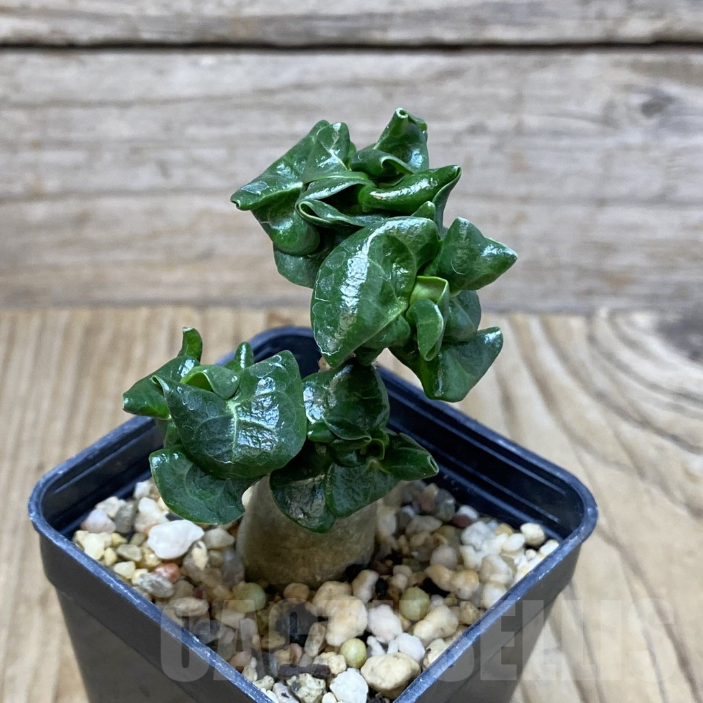 SH3084 Adenium mini - immagine 2