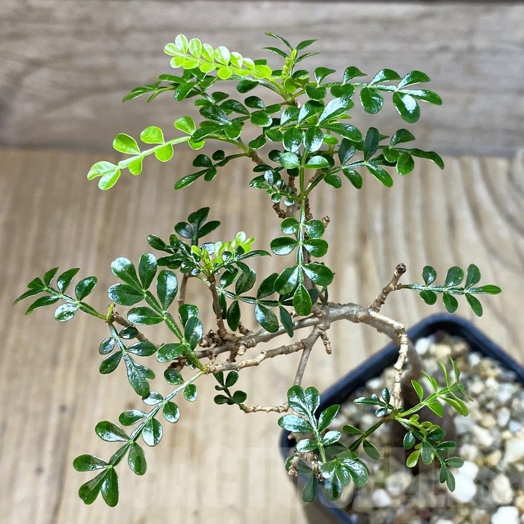 SH3085 Operculicarya pachypus