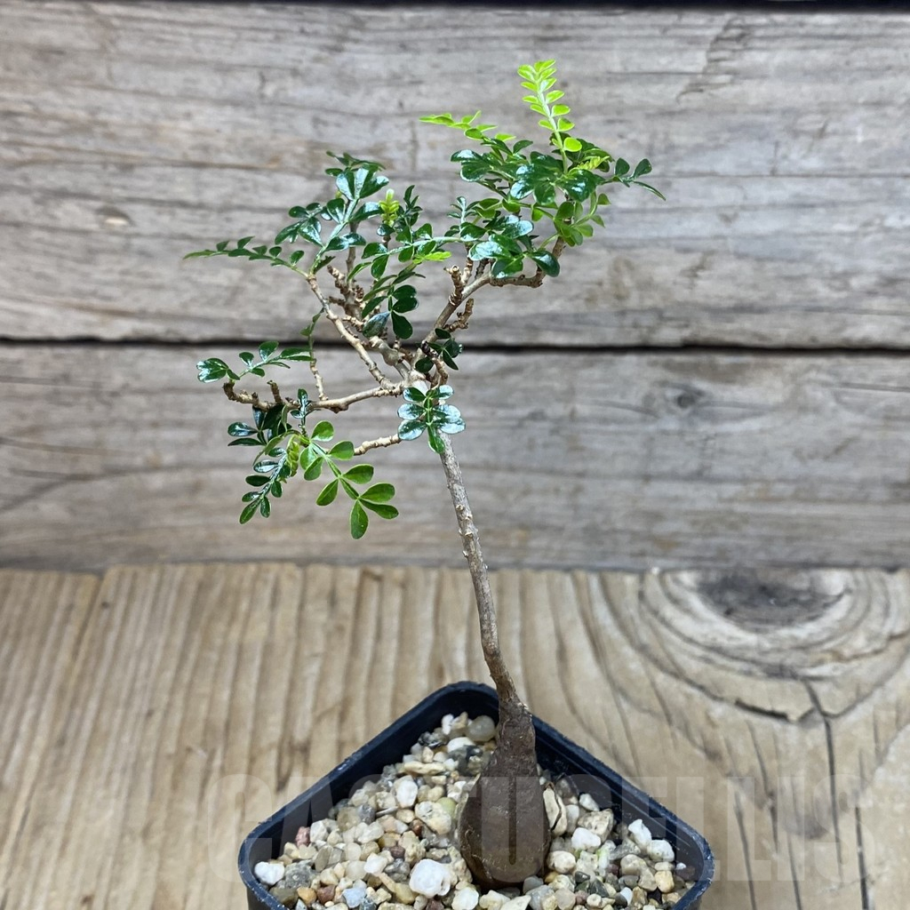 SH3085 Operculicarya pachypus - Image 2