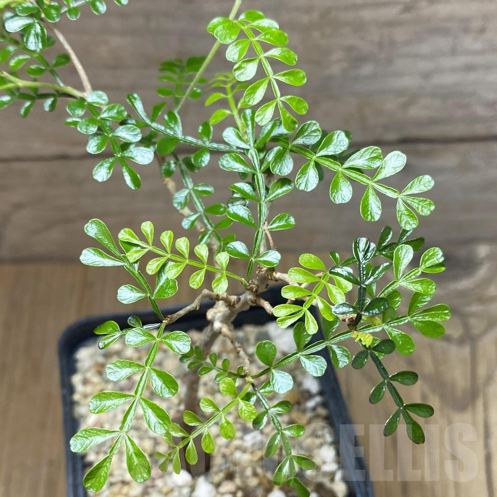 SH3086 Operculicarya pachypus