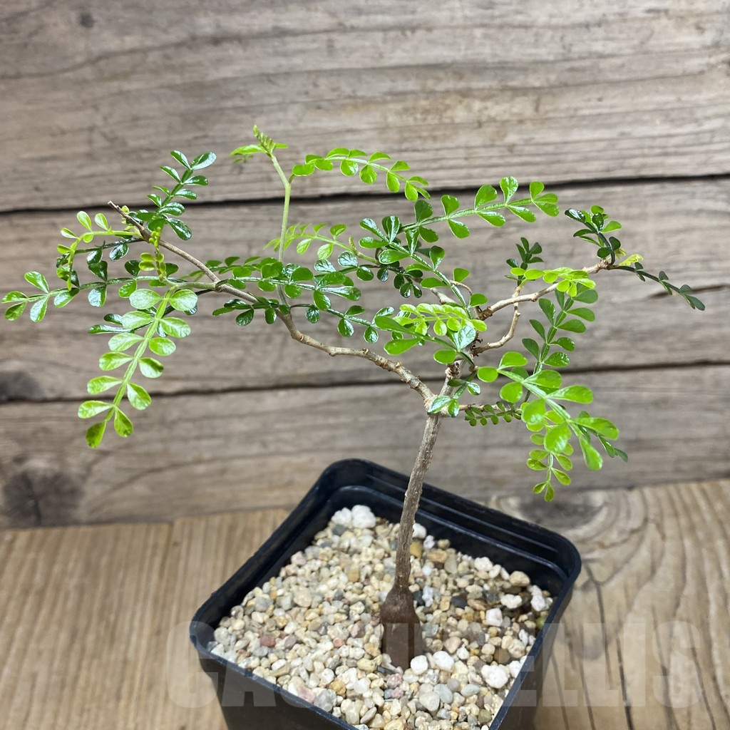 SH3086 Operculicarya pachypus - Image 2