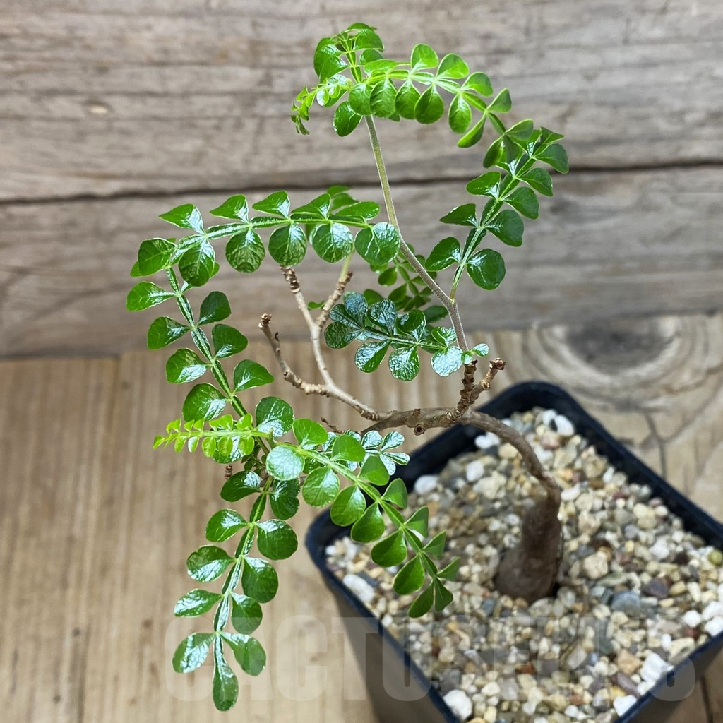 SH3087 Operculicarya pachypus