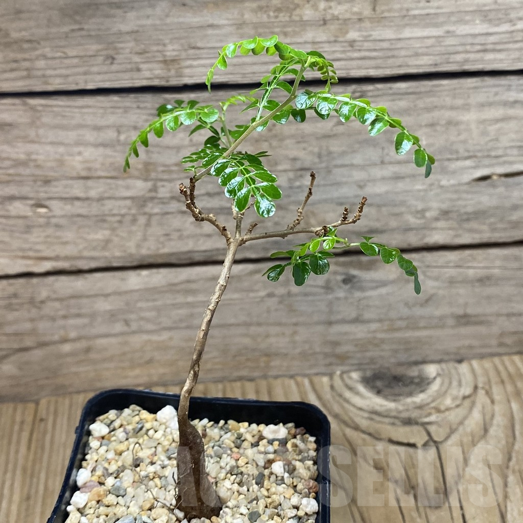 SH3087 Operculicarya pachypus - Image 2